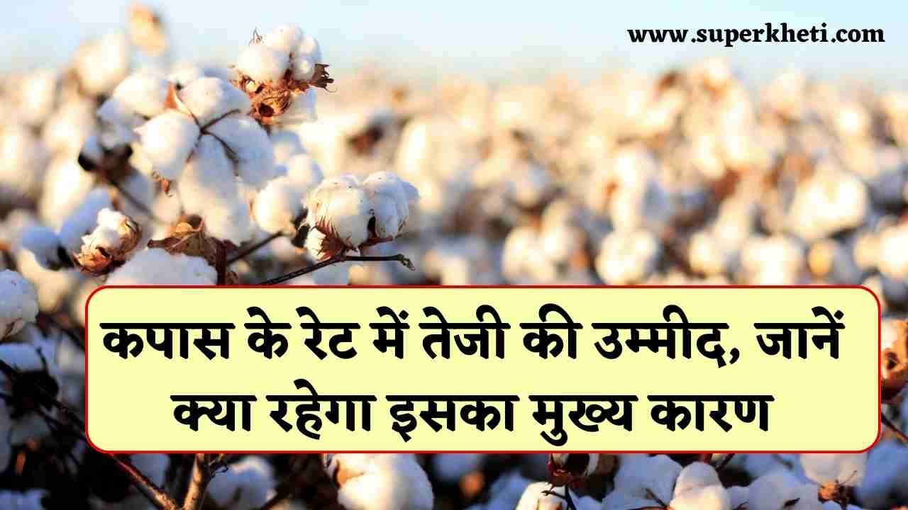 Cotton Price Update: कपास के रेट में तेजी की उम्मीद, किसान जानें क्या रहेगा इसका मुख्य कारण 