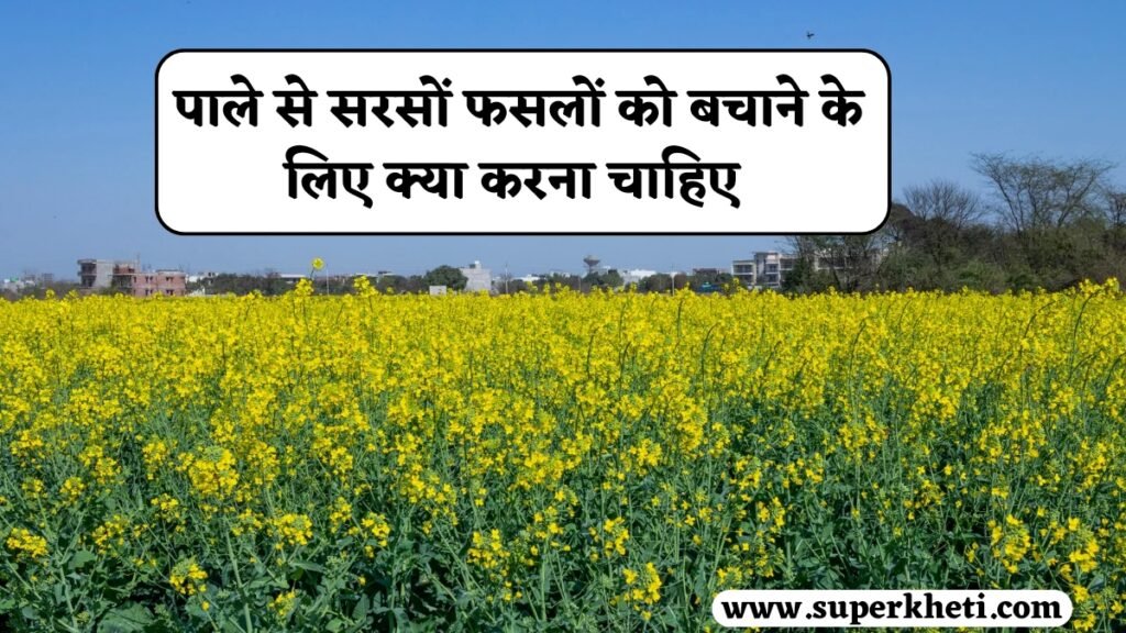 Crop Frost Protection: पाले से सरसों फसलों को बचाने के लिए क्या करना चाहिए, कैसे नुकसान पहुंचता है, जानें आसान तरीका