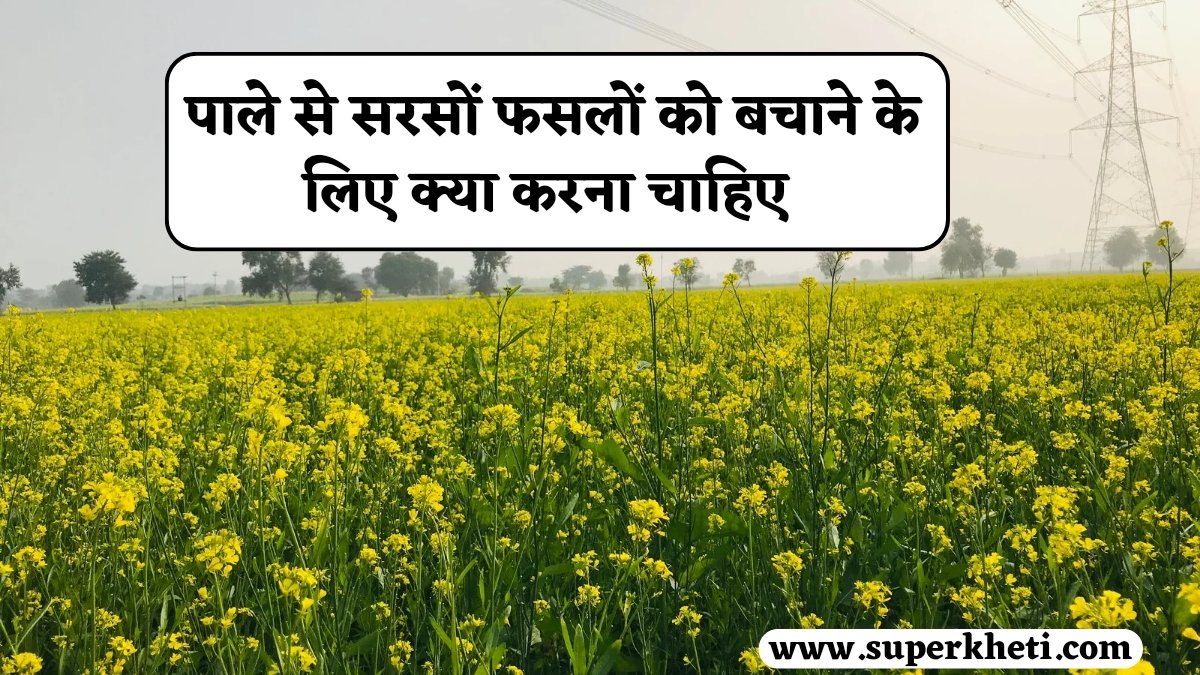 Crop Frost Protection: पाले से सरसों फसलों को बचाने के लिए क्या करना चाहिए, कैसे नुकसान पहुंचता है, जानें आसान तरीका