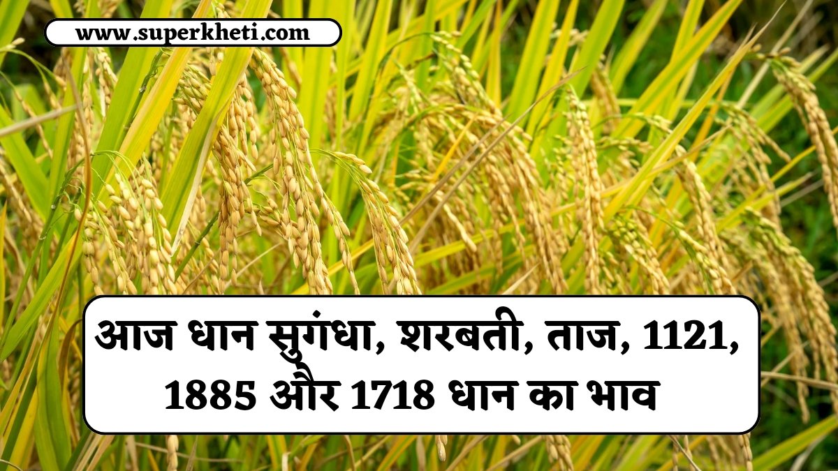 Dhan Bhav Today: आज धान 13 दिसंबर 2024 को सुगंधा, शरबती, ताज, 1121, 1885 और 1718 धान का भाव 