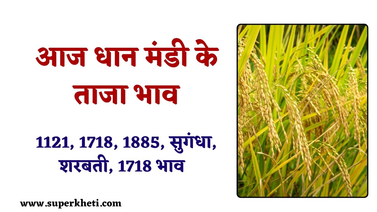 Dhan Ka Bhav: आज धान 18 दिसंबर 2024 को 1121, 1718, 1885, सुगंधा, शरबती और 1718 धान का भाव Today 