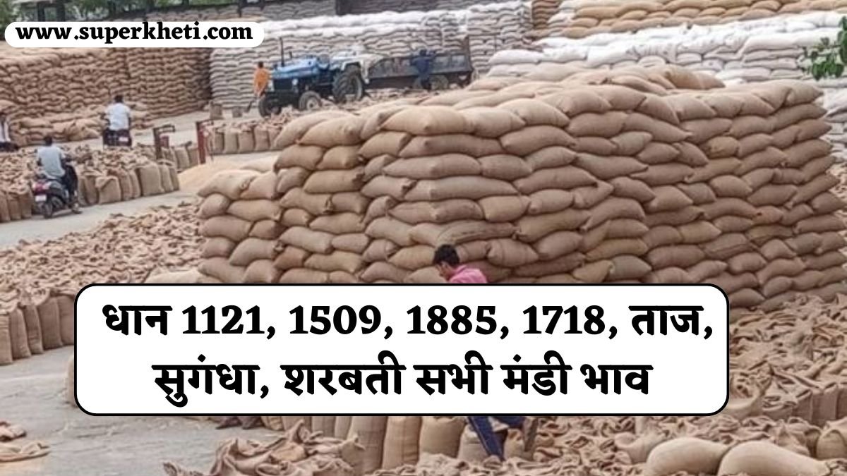 Dhan Mandi: धान का भाव 14 दिसंबर 2024 को 1121, 1509, 1885, 1718, ताज, सुगंधा, शरबती सभी मंडी भाव