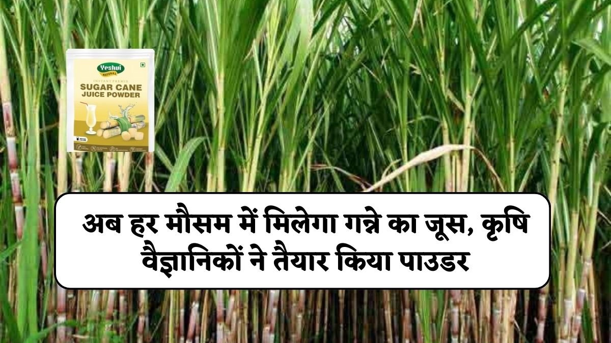 Ganna Juice Powder: अब हर मौसम में मिलेगा गन्ने का जूस, कृषि वैज्ञानिकों ने तैयार किया गन्ना रस का पाउडर