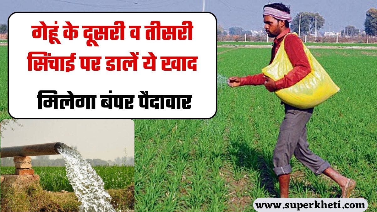 Gehu Dusri Tisri Sichai: किसानों को गेहूं के दूसरी व तीसरी सिंचाई पर डालें ये खाद, मिलेगा बंपर पैदावार, जाने कृषि एक्सपर्ट की सलाह
