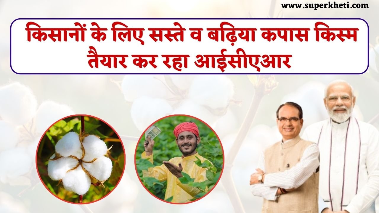 ICAR New Cotton Variety : किसानों के लिए सस्ते और बढ़िया कपास किस्म तैयार कर रहा आईसीएआर, मिलेगी महंगे बीज से राहत
