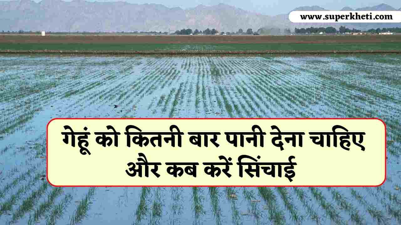 Irrigation in Wheat: किसान गेहूं को कितनी बार पानी देना चाहिए और कब करें सिंचाई, कृषि एक्सपर्ट ने बताया सही तरीका