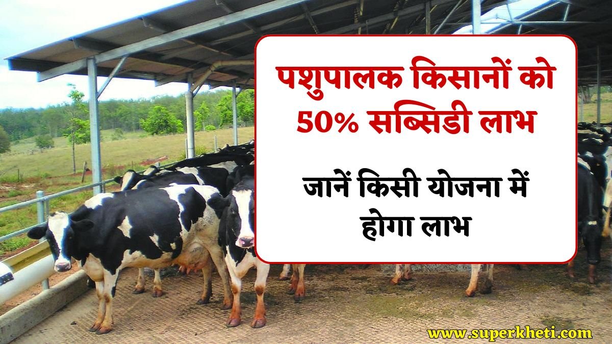 Pashupalan Subsidy : किसानों को राज्य सरकार का पशुपालक में 50% सब्सिडी लाभ, जानें क्या क्या होगा लाभ