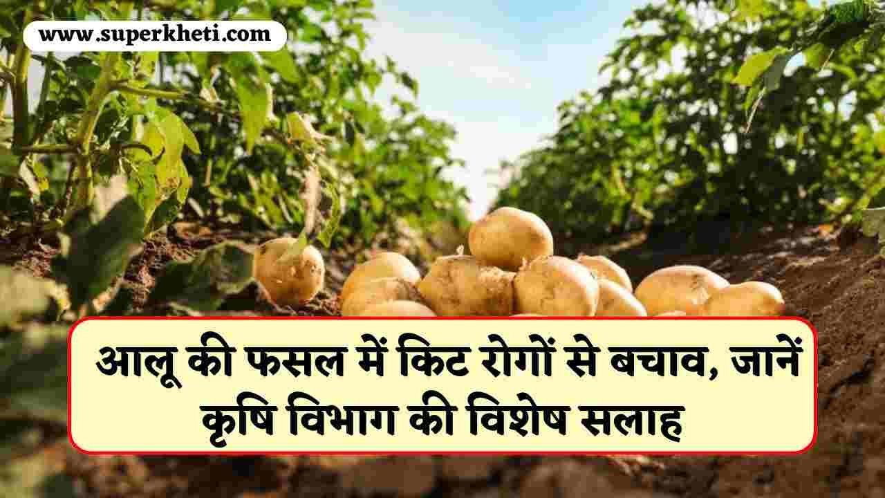 Potato Crop Pest Disease Control: आलू की फसल में अच्छे उत्पादन के लिए करें इन किट रोगों से बचाव, जानें कृषि विभाग की विशेष सलाह