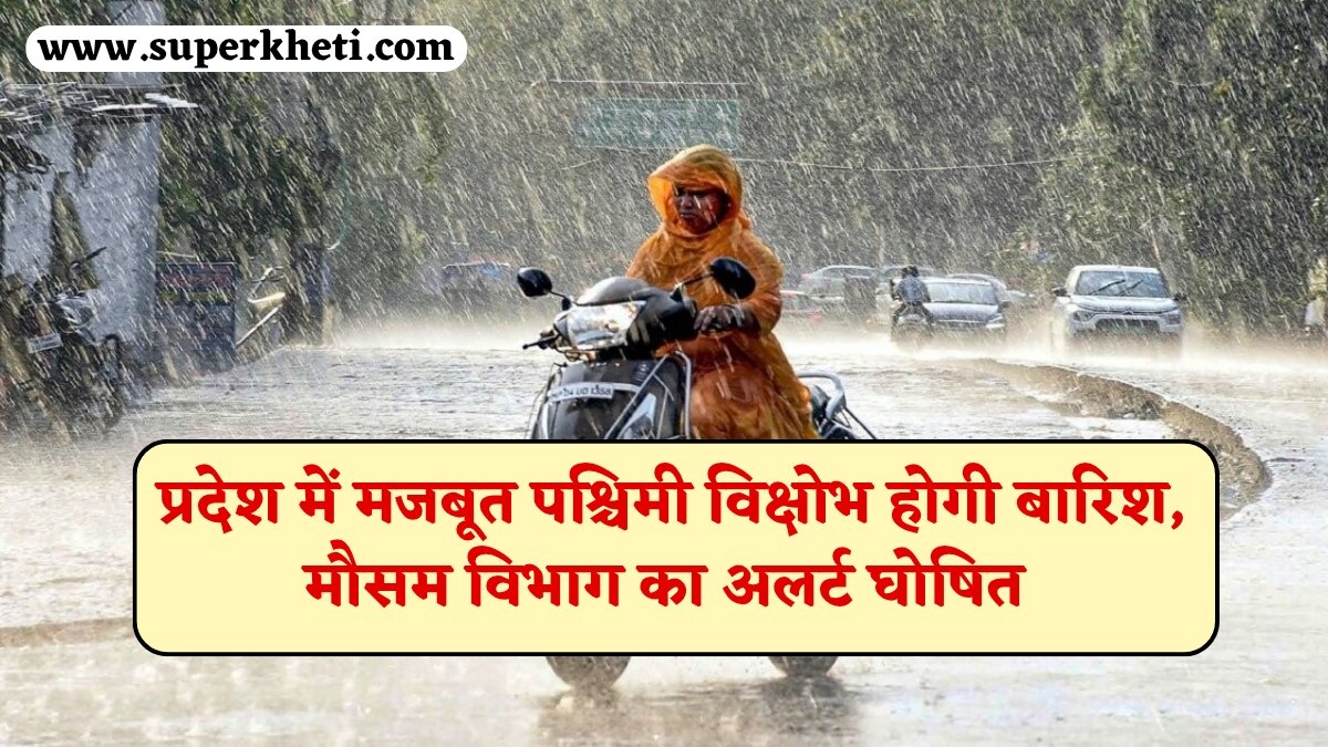 Rajasthan Weather Update: राजस्थान प्रदेश में मजबूत पश्चिमी विक्षोभ होगी बारिश, मौसम विभाग का अलर्ट घोषित