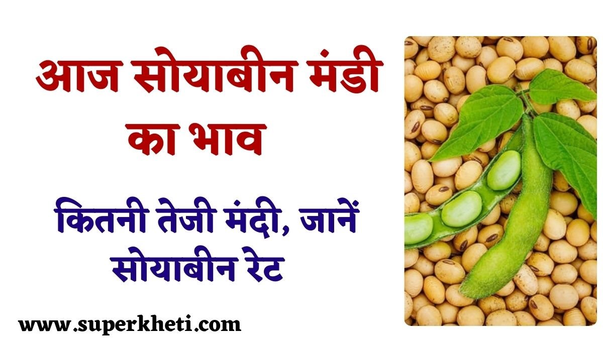 Soyabean Rate Today: आज सोयाबीन भाव 18 दिसंबर 2024 को कितनी तेजी मंदी, जानें सोयाबीन रेट 