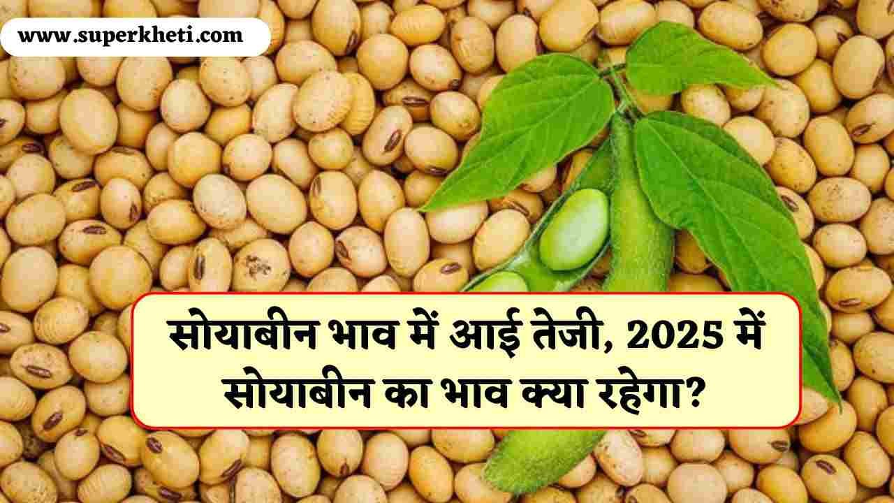 Soyabean Rate: सोयाबीन भाव में आई तेजी, 2025 में सोयाबीन का भाव क्या रहेगा?, जानें तेजी मंदी रिपोर्ट