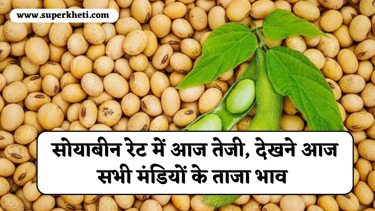 Soybean Price Today: सोयाबीन रेट में आज तेजी, देखने आज सभी मंडियों के ताजा भाव 