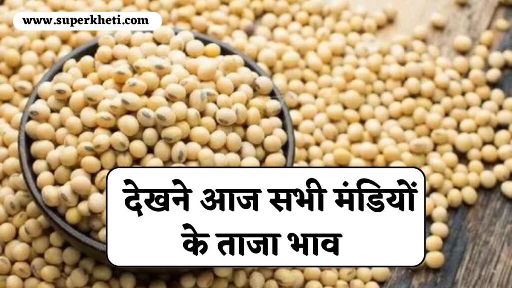 Soybean Price Today: सोयाबीन रेट में आज तेजी, देखने आज सभी मंडियों के ताजा भाव 