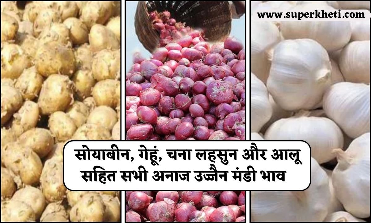 Ujjain Mandi Bhav: आज सोयाबीन, गेहूं, चना लहसुन, और आलू सहित सभी अनाज उज्जैन मंडी भाव