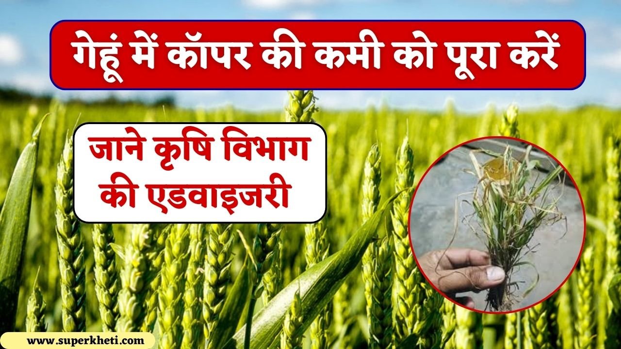 Wheat Copper Deficiency: किसान ध्यान दें, कहीं आपकी गेहूं की फसल में तो नहीं कॉपर की कमी, जाने कृषि विभाग की एडवाइजरी