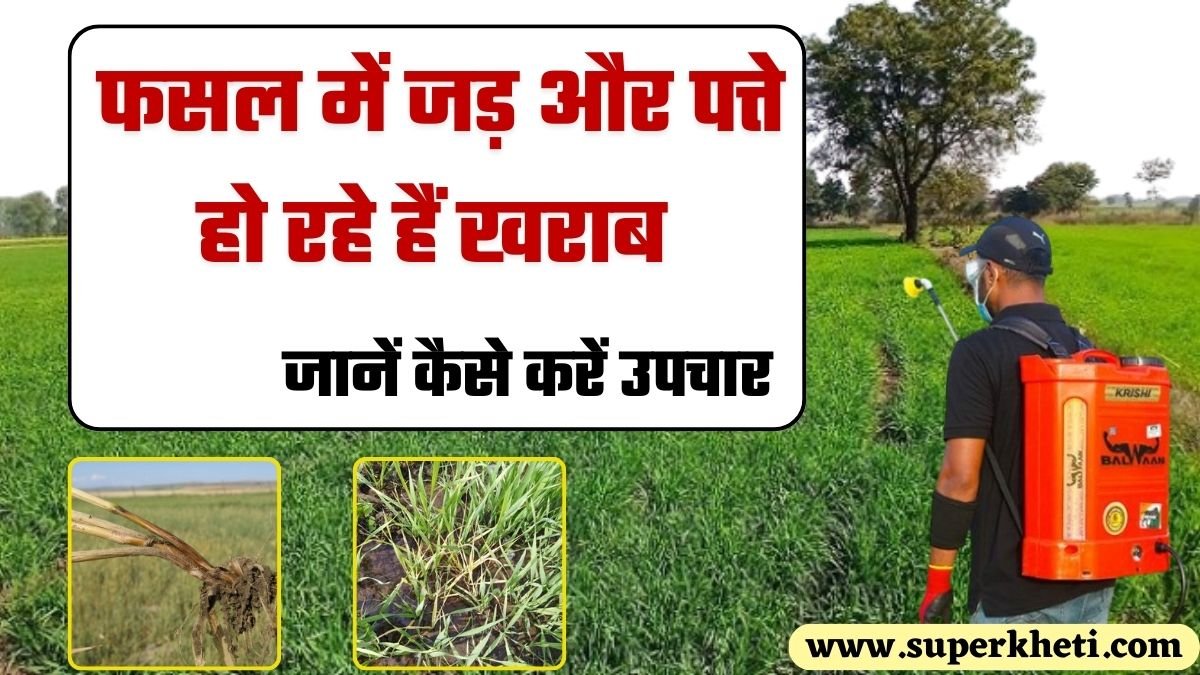 Wheat Foot Rot Disease: गेहूं 1 महीने की  फसल में जड़ और पत्ते हो रहे हैं खराब, तो कैसे करें बचाव, जानें कृषि एक्सपर्ट की सलाह