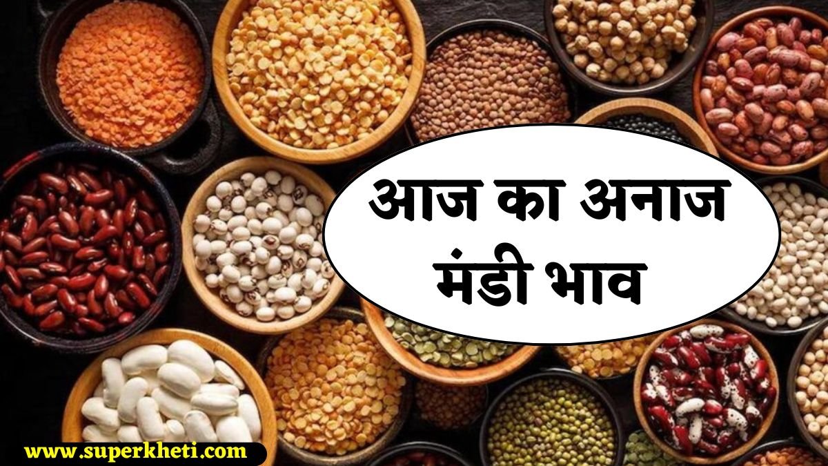 अनाज मंडी भाव 30 दिसंबर 2024: सरसों, ग्वार, मूंग, नरमा कपास सहित सभी हरियाणा राजस्थान मंडी रेट 
