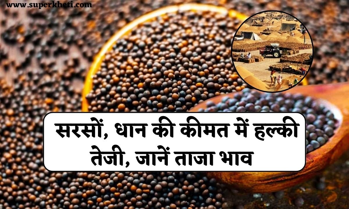 आज का भाव 25 दिसंबर 2024: सरसों, धान की कीमत में हल्की तेजी, जानें ताजा भाव