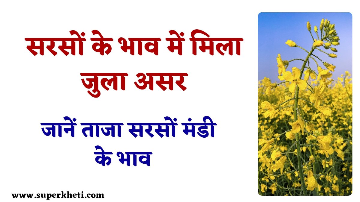 सरसों के भाव में मिला जुला असर, जानें सभी सरसों मंडी के भाव 09 दिसंबर 2024 
