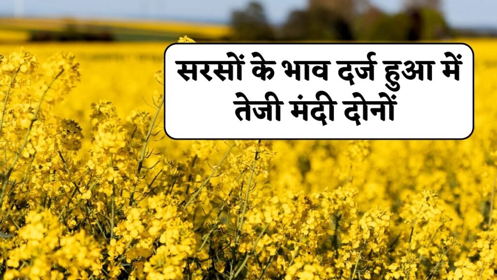 सरसों के भाव में मिला जुला असर, जानें सभी सरसों मंडी के भाव 09 दिसंबर 2024