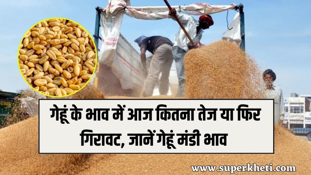 Aaj Ka Gehun Mandi Bhav: गेहूं के भाव में आज कितना तेज या फिर गिरावट, जानें गेहूं मंडी भाव 28 जनवरी 2025