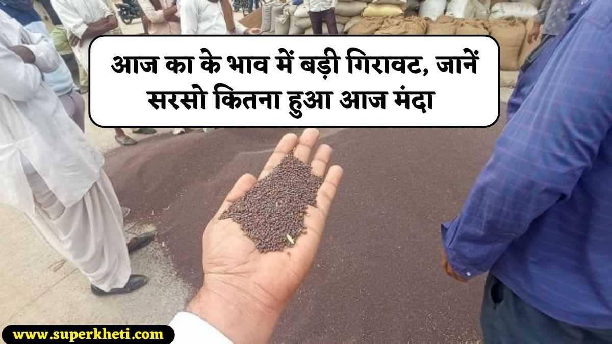 Aaj Ka Sarson Mandi Bhav: आज का के भाव में बड़ी गिरावट, जानें सरसो कितना हुआ आज मंदा