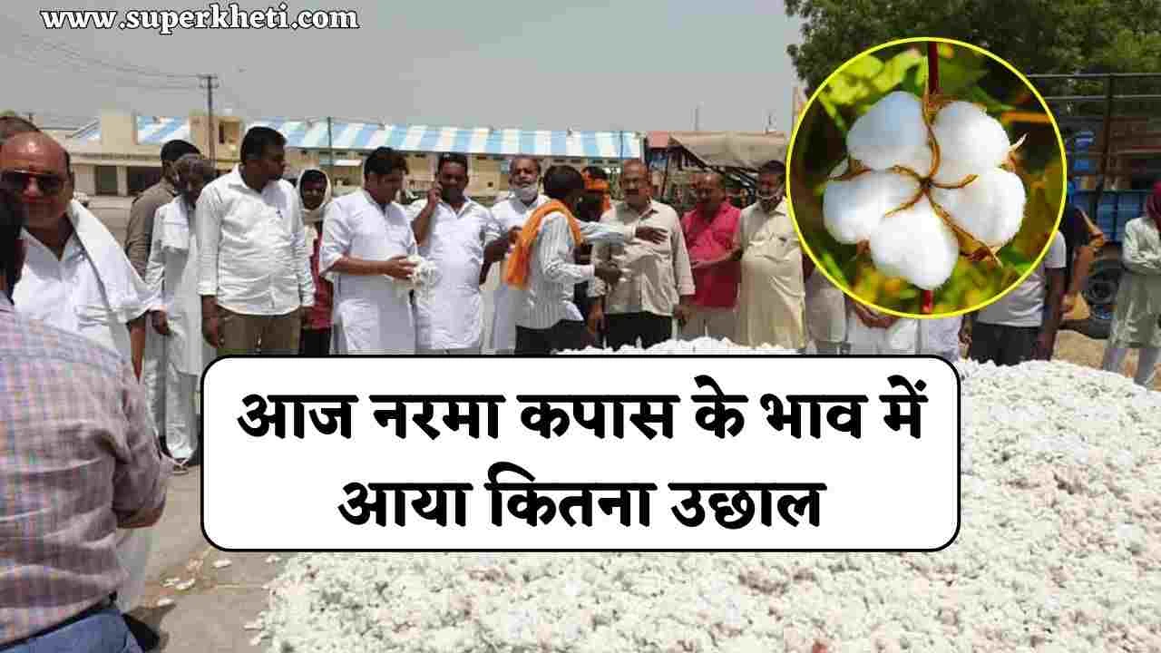 Aaj Ke Narma Kapas Bhav: आज नरमा कपास के भाव में आया कितना उछाल, जानें 14 जनवरी 2025 रेट