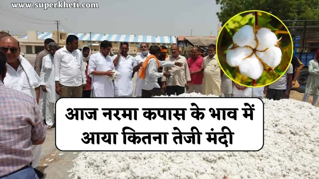 Aaj Ke Narma Kapas Bhav: आज नरमा कपास के भाव में आया कितना उछाल, जानें 14 जनवरी 2025 रेट