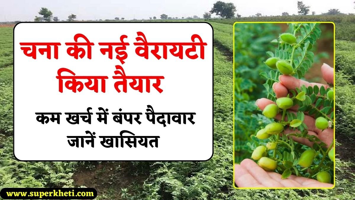 Chana Variety Developed 2025: अनुसंधान केंद्र ने तैयार किया नया चना की किस्म कम खर्च में बंपर पैदावार, जानें खासियत