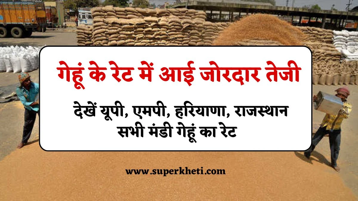 Gehu Ka Rate: गेहूं के रेट में आई जोरदार तेजी, देखें यूपी, एमपी, हरियाणा राजस्थान सभी मंडी गेहूं भाव 21 जनवरी 2025