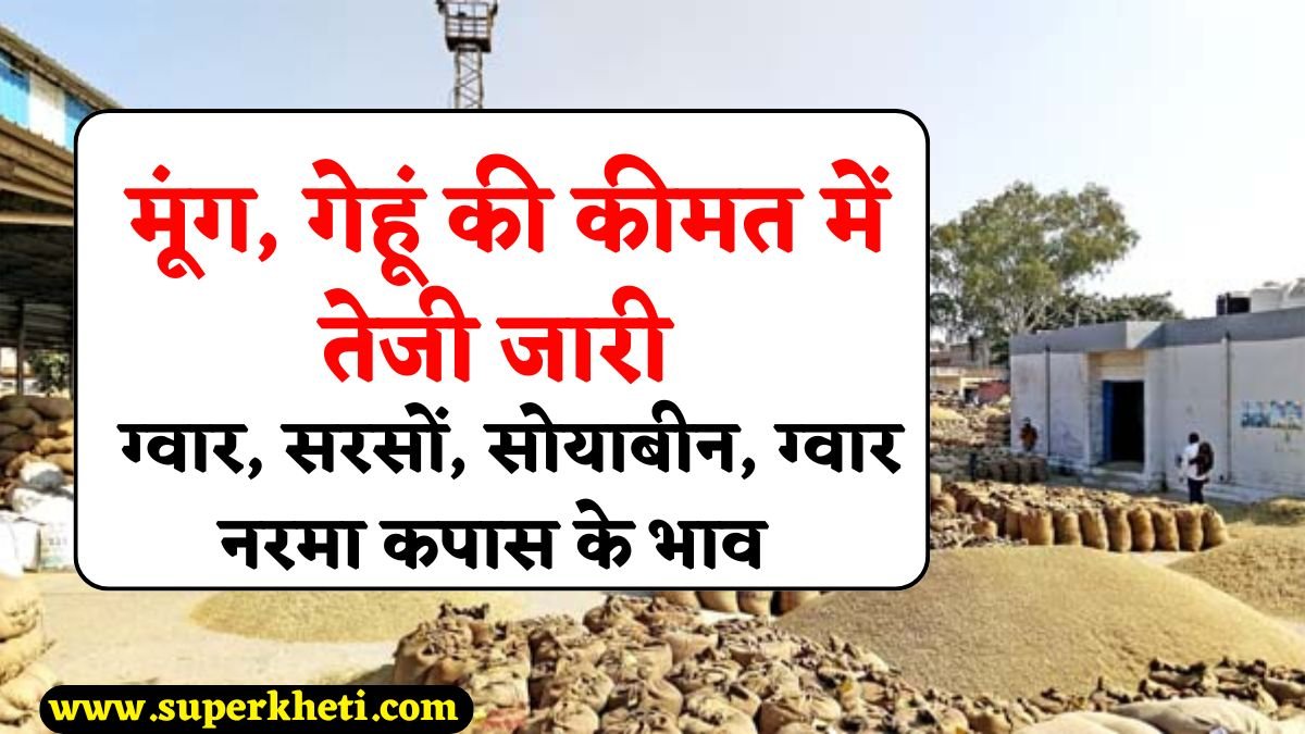Mandi Price Update: मूंग, गेहूं की कीमत में तेजी जारी, ग्वार, सरसों, सोयाबीन और नरमा कपास के भाव