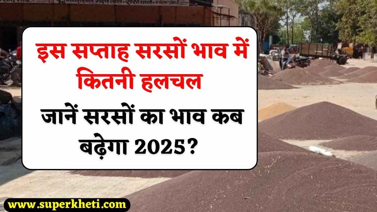 Mustard Price Update: इस सप्ताह सरसों भाव में गिरावट, जानें सरसों का भाव कब बढ़ेगा 2025?, जानें तेजी मंदी रिपोर्ट