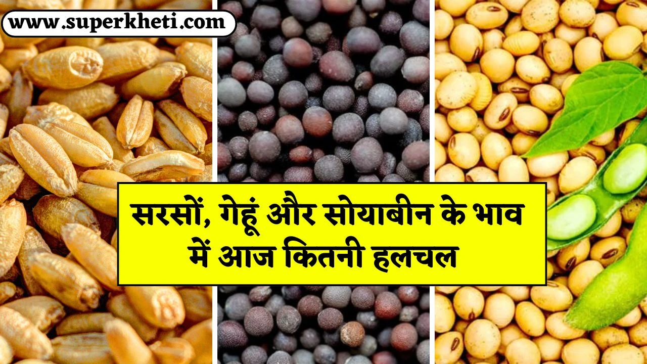 Mustard Wheat Soybean Price: सरसों, गेहूं और सोयाबीन के भाव में आज कितनी हलचल, जानें ताजा भाव