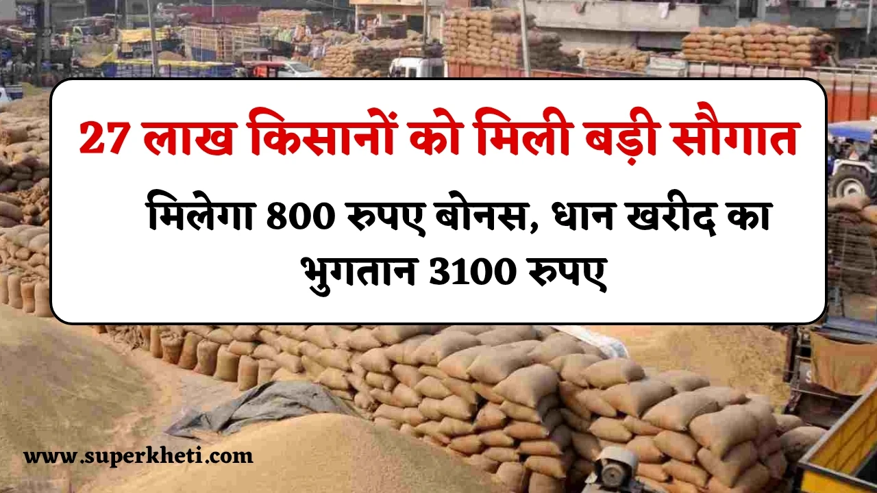 Paddy Purchase Bonus: 27 लाख किसानों को मिली बड़ी सौगात, धान की फसल पर मिलेगा 800 रुपए बोनस, धान खरीद का भुगतान 3100 रुपए