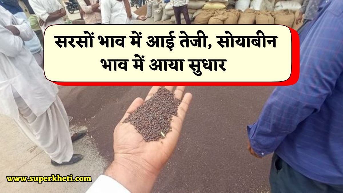 Sarso Soyabean Mandi: सरसों के भाव में तेजी, सोयाबीन भाव में सुधार, जानें 04 जनवरी 2025 अपडेट
