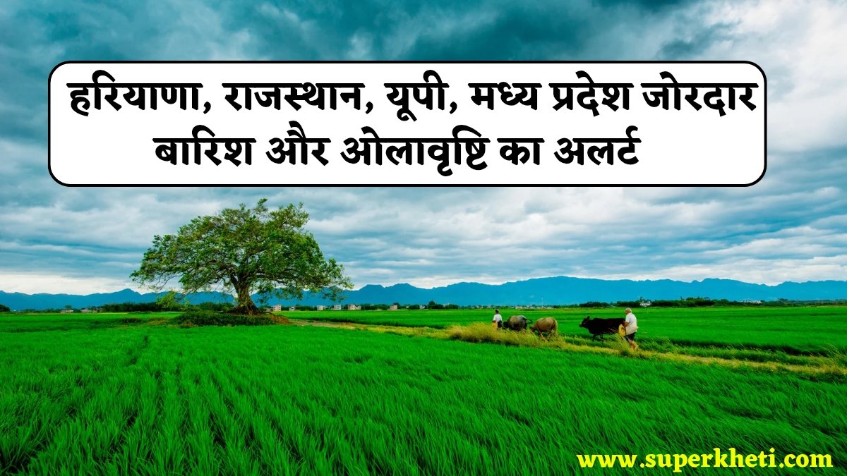 Weather Alert Today January 2025: हरियाणा, राजस्थान, यूपी और मध्य प्रदेश में तेज हवा के साथ जोरदार बारिश और ओलावृष्टि का अलर्ट