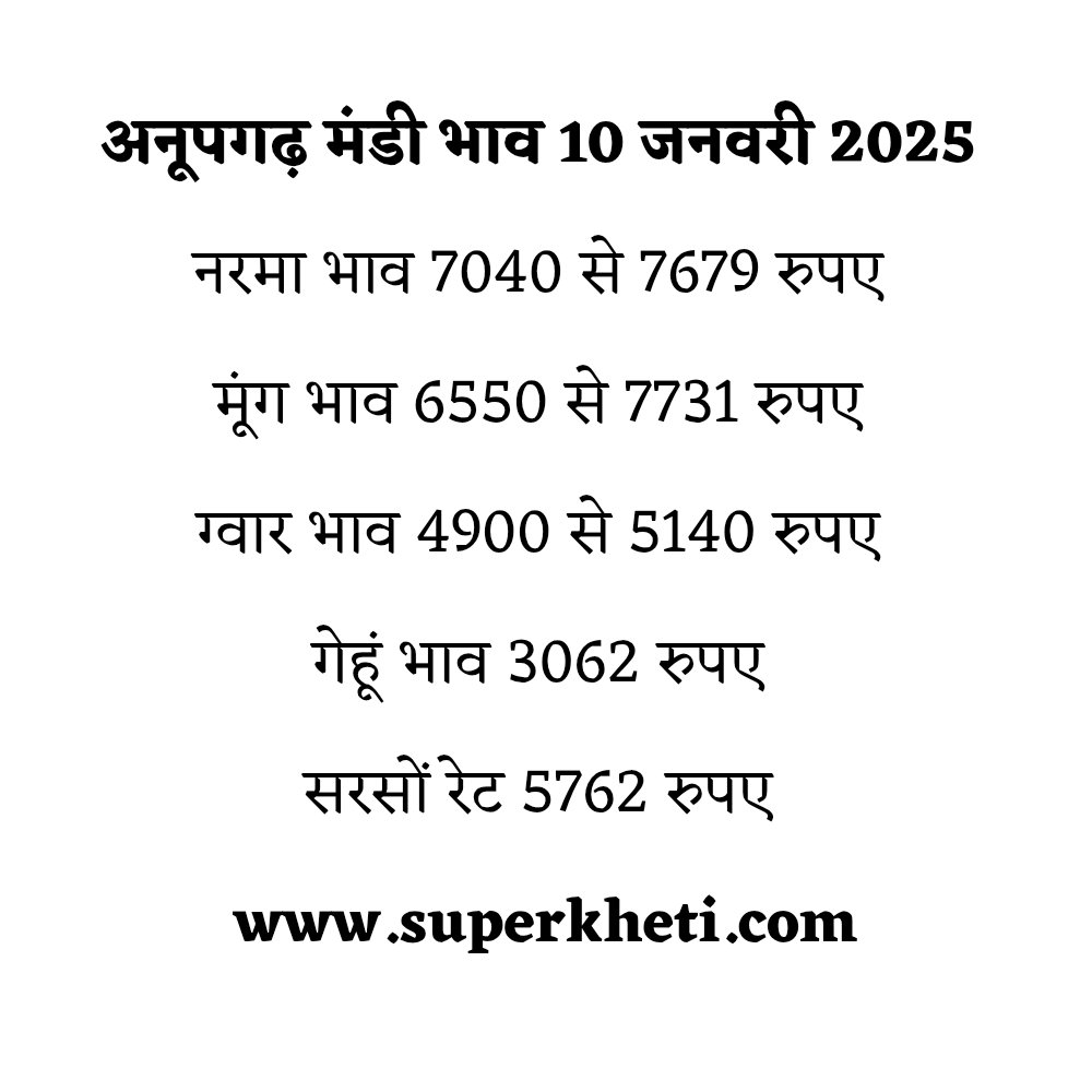 अनूपगढ़ अनाज मंडी भाव 10 जनवरी 2025