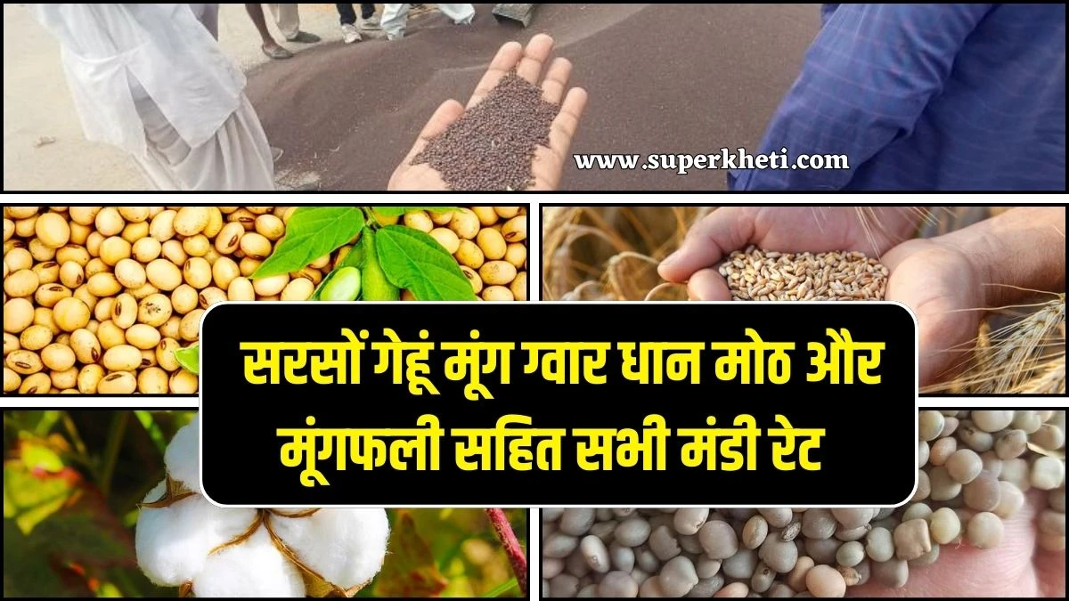 अनाज मंडी भाव 28 जनवरी 2025: सरसों गेहूं मूंग ग्वार धान मोठ और मूंगफली सहित सभी मंडी रेट
