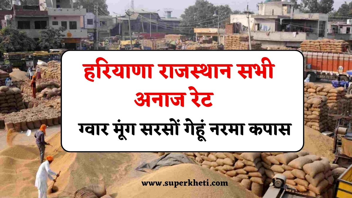 आज का अनाज मंडी भाव 30 जनवरी 2025: ग्वार मूंग सरसों गेहूं नरमा कपास सहित हरियाणा राजस्थान सभी अनाज रेट