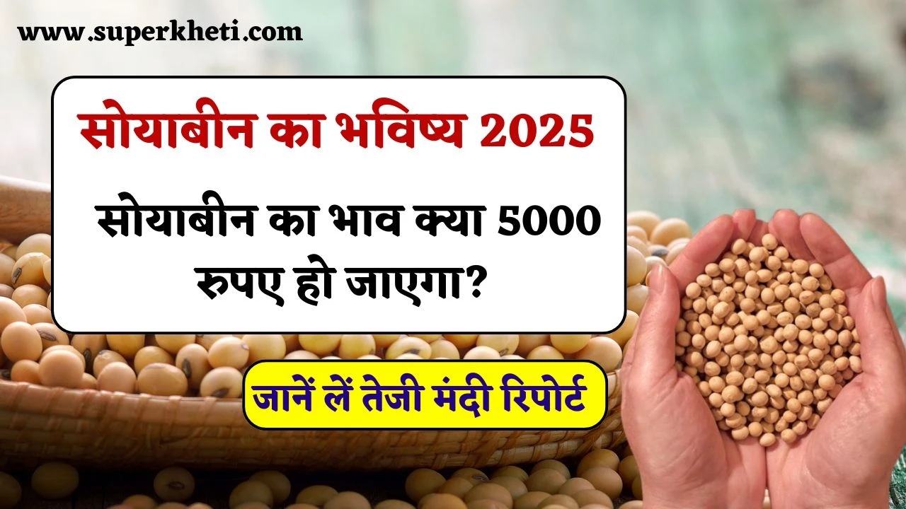सोयाबीन का भविष्य 2025 सोयाबीन का भाव क्या 5000 रुपए हो जाएगा?, जानें लें तेजी मंदी रिपोर्ट