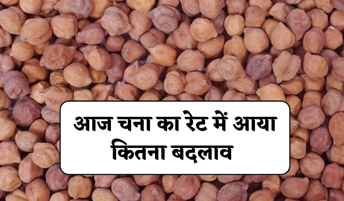 Aaj Ka Chana Mandi Bhav: आज चना का रेट में आया कितना बदलाव, जानें ताजा 15 फरवरी 2025