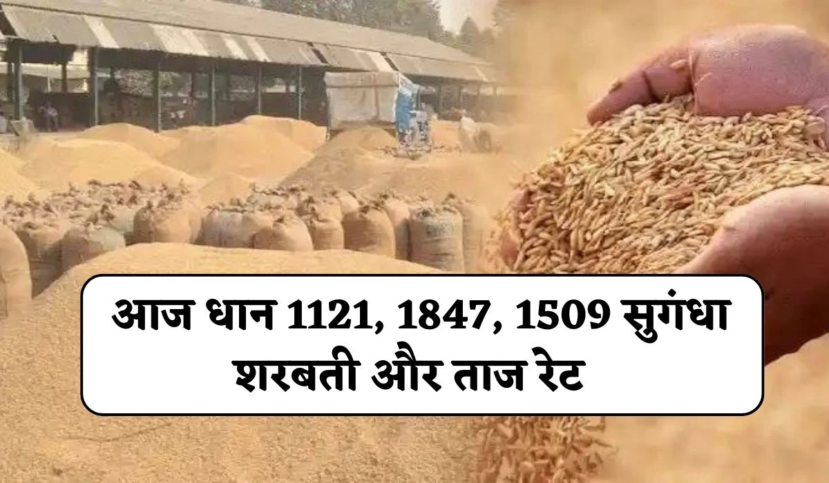 Dhan Mandi Bhav Today: आज धान 1121, 1847, 1509 सुगंधा शरबती और ताज रेट