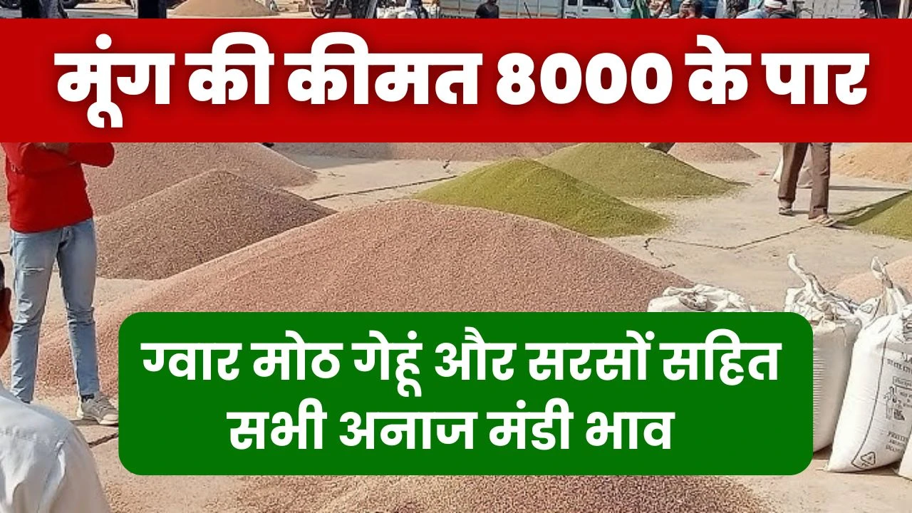 Mandi Bhav Today: मूंग की कीमत 8000 के पार, जानें ग्वार मोठ गेहूं और सरसों सहित सभी अनाज मंडी भाव