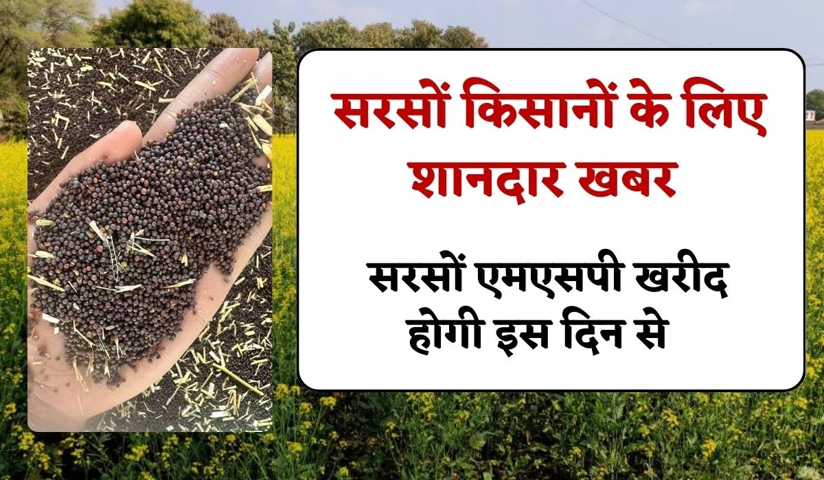 Mustard MSP Purchase: सरसों किसानों के लिए शानदार खबर, अब नहीं करना पड़ेगा सरसों एमएसपी पर बेचने का इंतजार