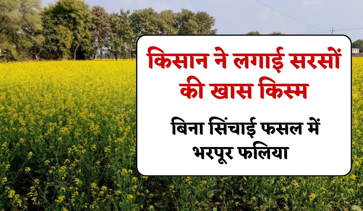 Mustard Pusa Mustard 32 Variety: किसान ने लगाई सरसों की खास किस्म, बिना सिंचाई फसल में भरपूर फलिया हरी भरी, जानें खासियत