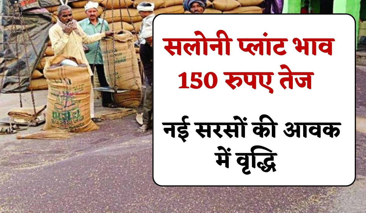 Sarso Rate Aaj Ka: सलोनी प्लांट भाव 150 रुपए तेज, नई सरसों की आवक से सरसों की कीमत में आया कितना बदलाव,