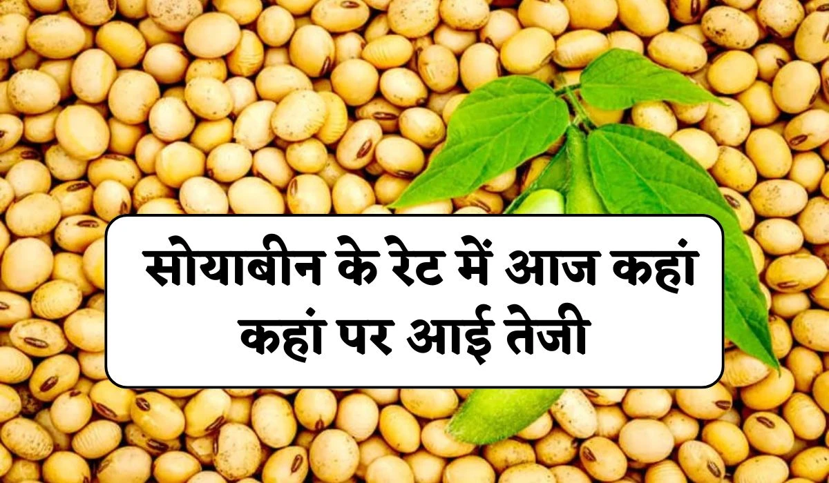 Soybean Mandi Bhav: सोयाबीन के रेट में आज कहां कहां पर आई तेजी, जानें 17 फरवरी 2025