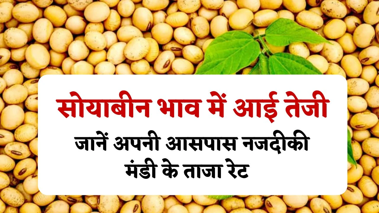 Soybean Mandi Bhav: सोयाबीन भाव में आई तेजी, जानें अपनी आसपास नजदीकी मंडी के ताजा भाव 21 फरवरी 2025