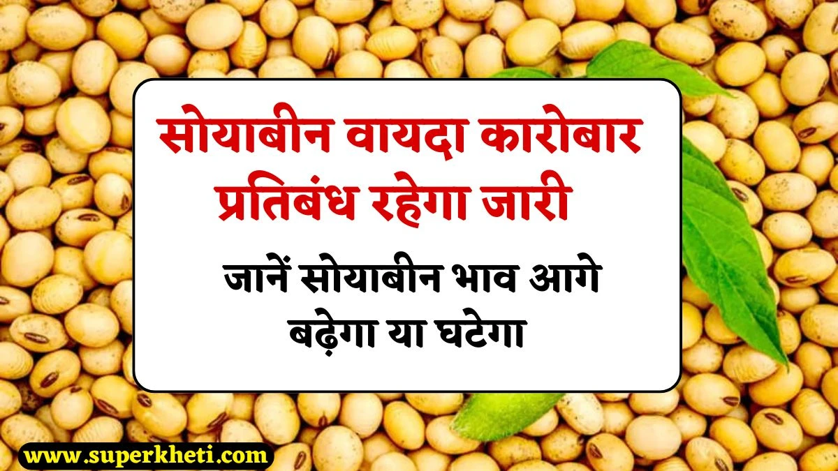 Soybean Teji Mandi Report: सोयाबीन वायदा कारोबार प्रतिबंध रहेगा जारी, ब्राजील में कटाई शुरू, जानें सोयाबीन भाव आगे बढ़ेगा या घटेगा