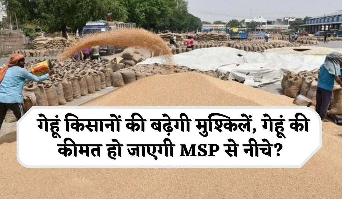 Wheat Price Update 2025: गेहूं किसानों की बढ़ेगी मुश्किलें, गेहूं की कीमत हो जाएगी MSP से नीचे?